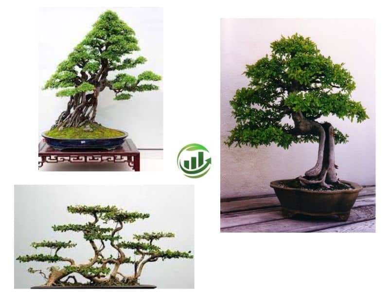 cây lồng mức bonsai đẹp