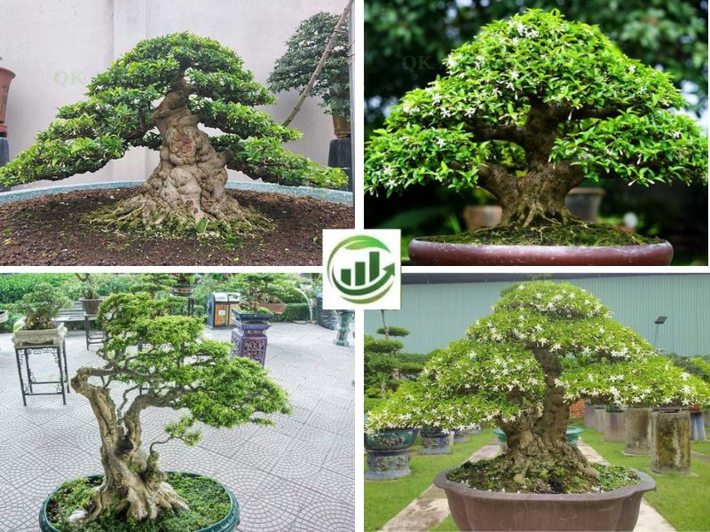 Nghệ thuật uốn cành tạo dáng trực và dáng văn nhân từ cây thừng mực