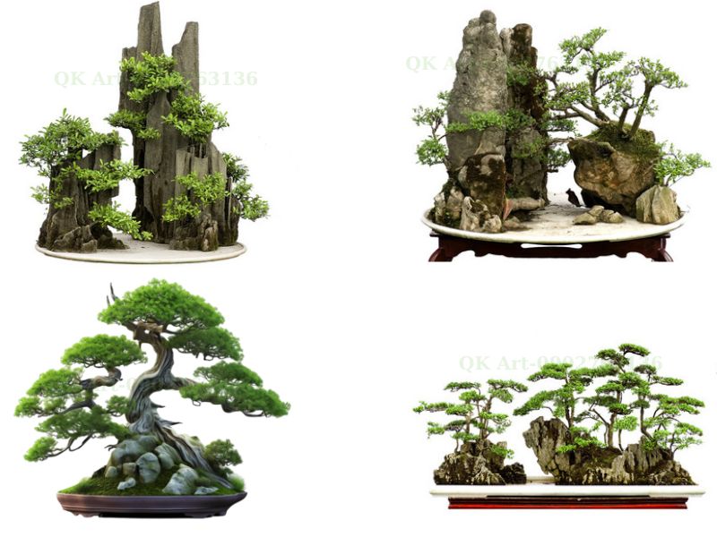 Các phương pháp trồng và phối tiểu cảnh non bộ cây lồng mức ôm đá