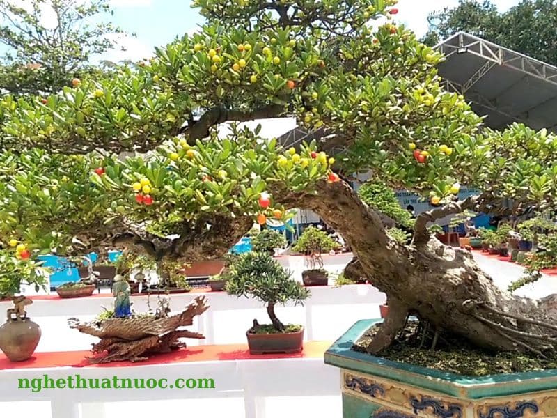 Cách trồng cây hải châu bonsai dáng trực hoành sai quả
