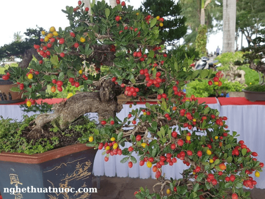 cay hai chau dang do bonsai mini nhieu qua chin do
