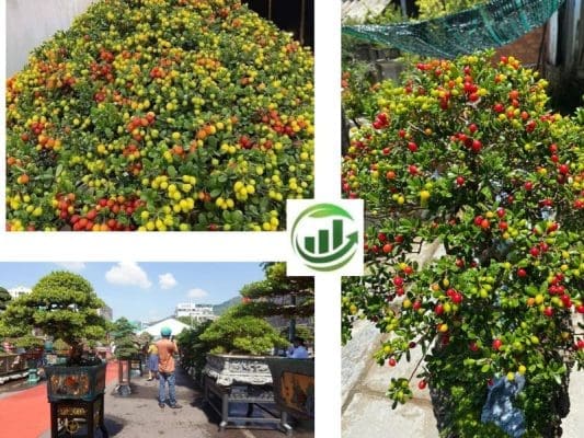 cac mau hai chau bonsai lam tieu canh san vuon dep